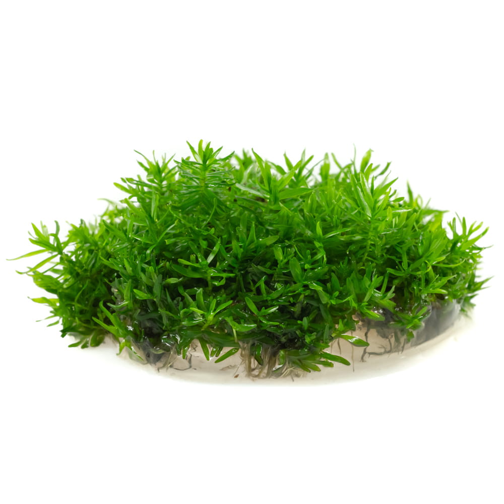 Didiplis Diandra 10 cm kubek in vitro